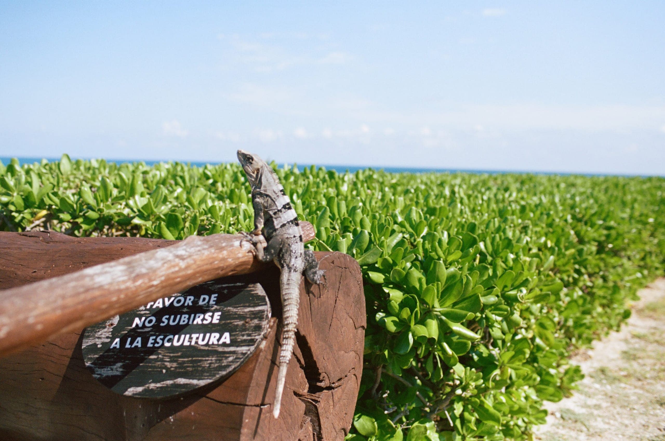 An iguana sitting on a wooden sculpture next to a sign reading FAVOR DE NO SUBIRSE A LA ESCULTURA