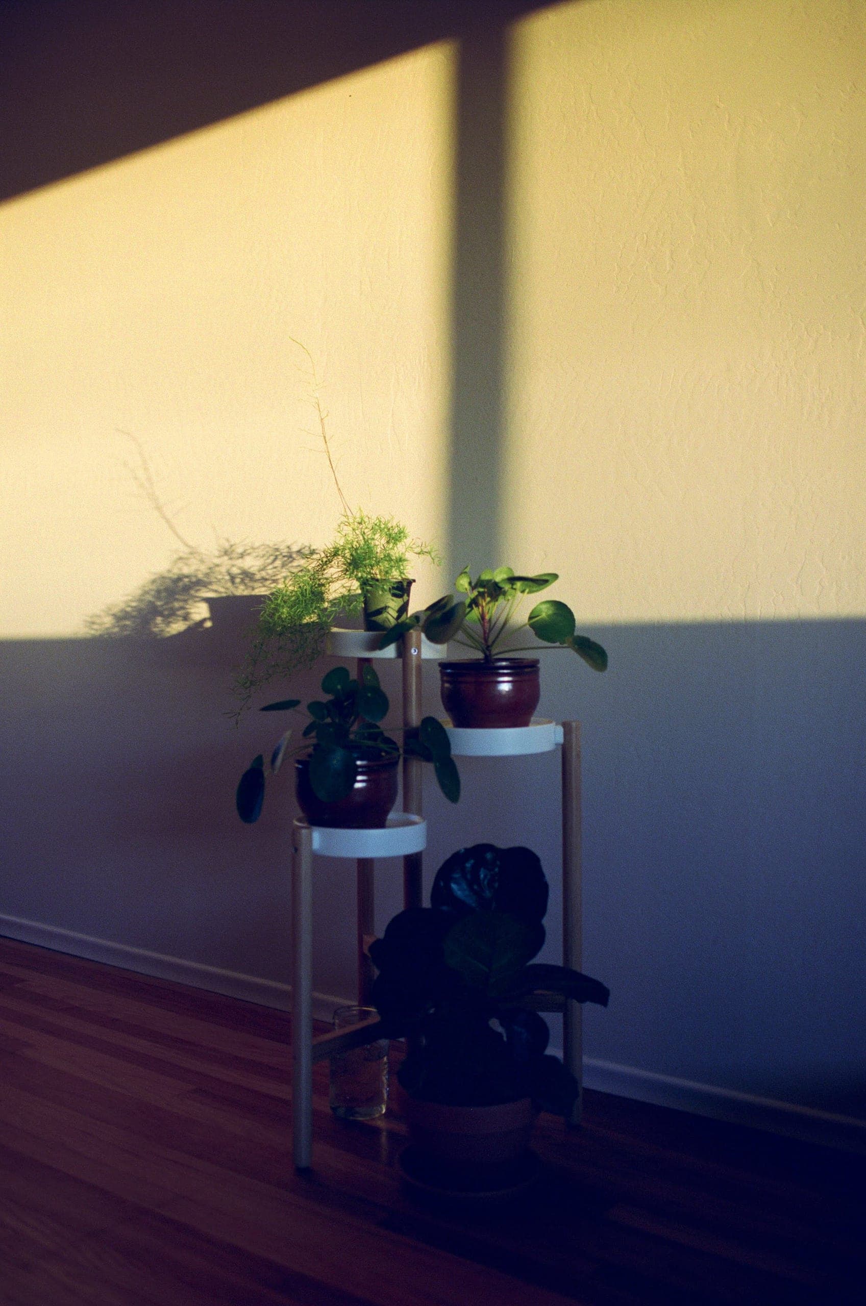 Three potted plants on a wooden stand catching late afternoon light through a window